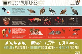 WCS Tanzania and North Carolina Zoo Vulture Conservation Work Recognized by the Association of Zoos and Aquariums